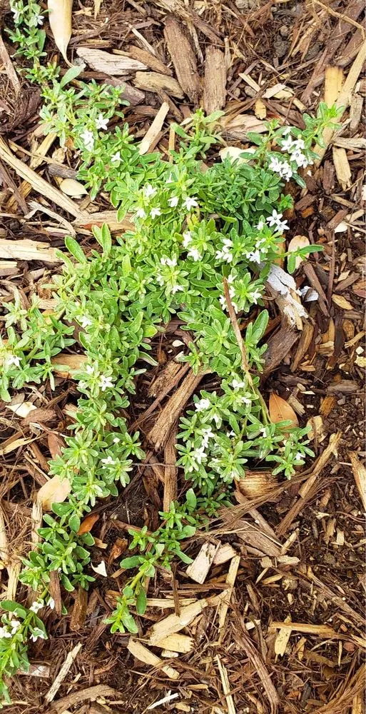 Affordable lawn mowing service for year-round maintenance in Lancaster, CA by Green Valley Nursery