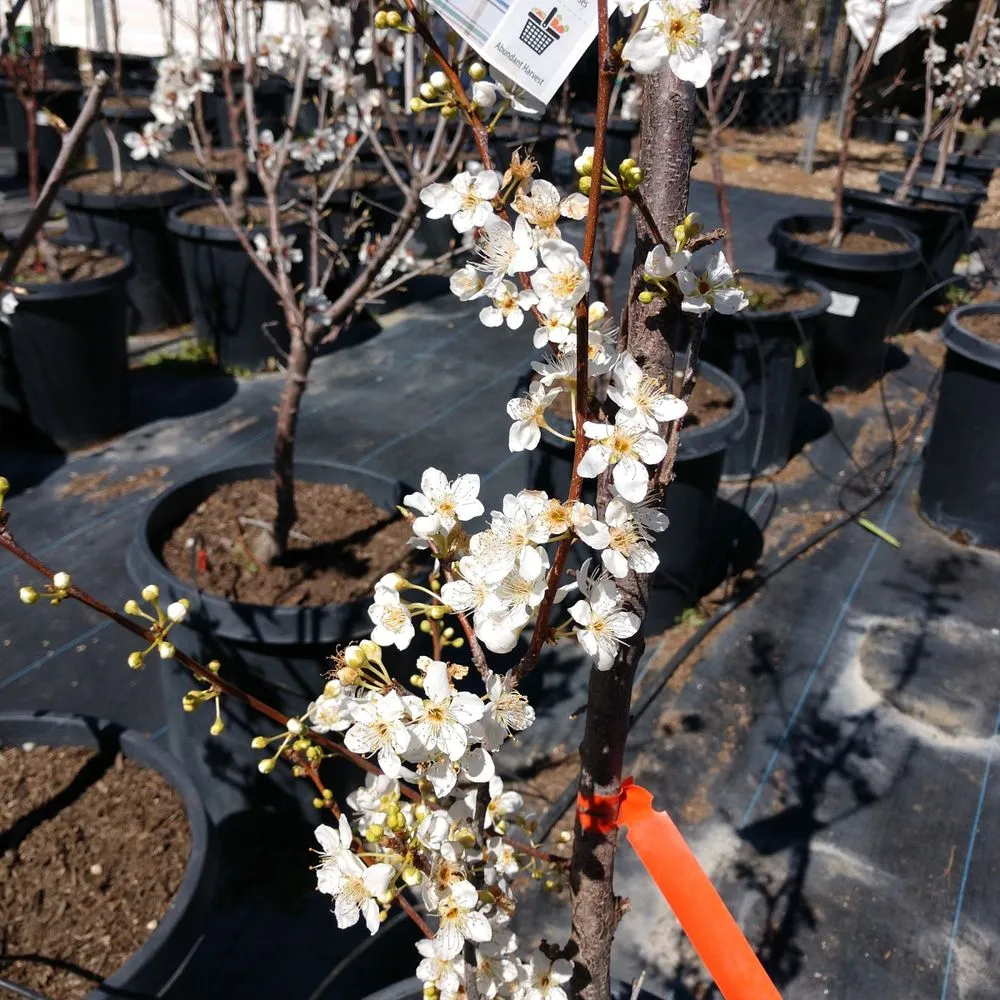 Reliable yard maintenance in Lancaster, CA by Green Valley Nursery