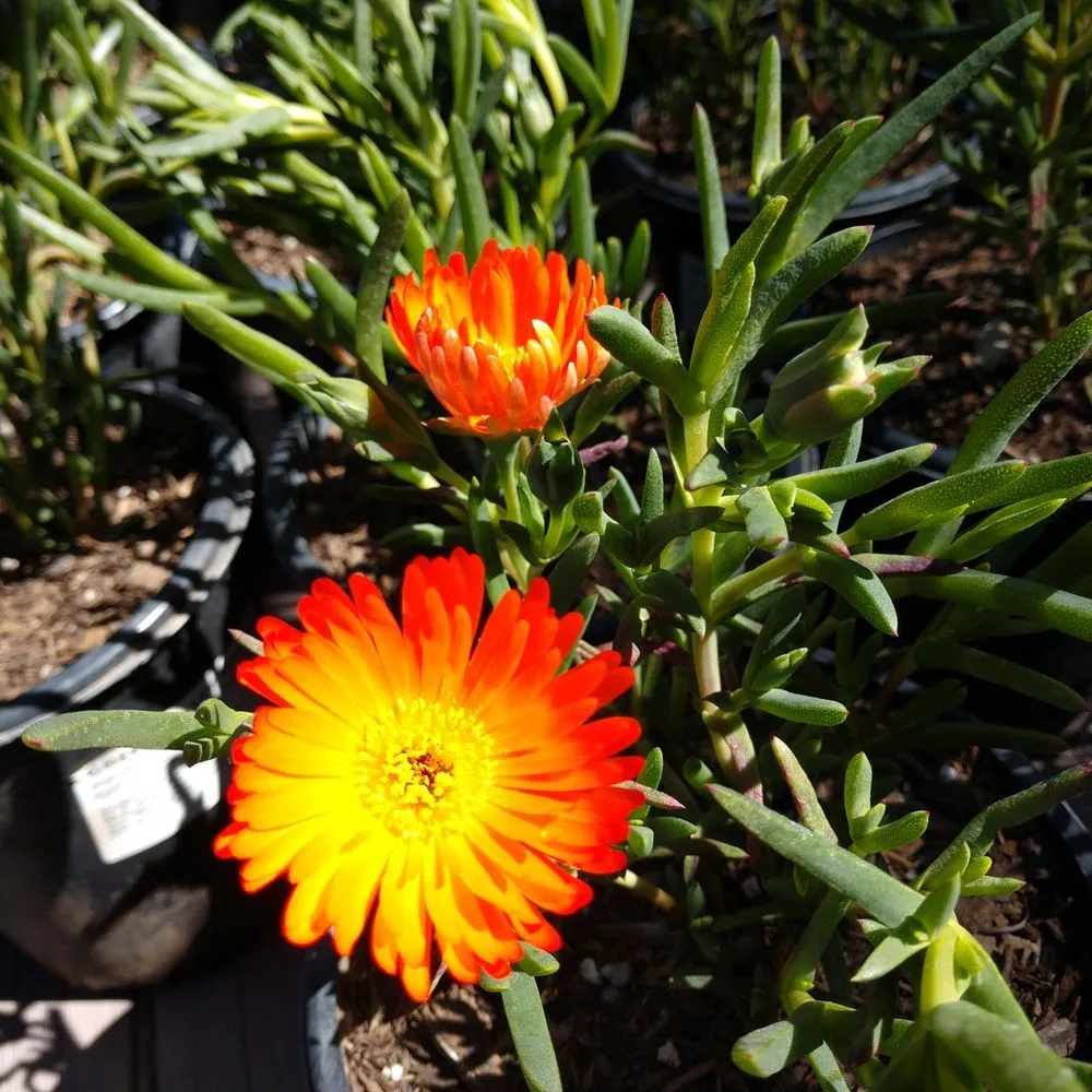 Trusted landscaping services with custom design in Lancaster, CA by Green Valley Nursery