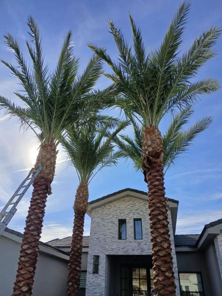 Affordable landscape design for residential properties in Mesa, AZ by Green Valley Service