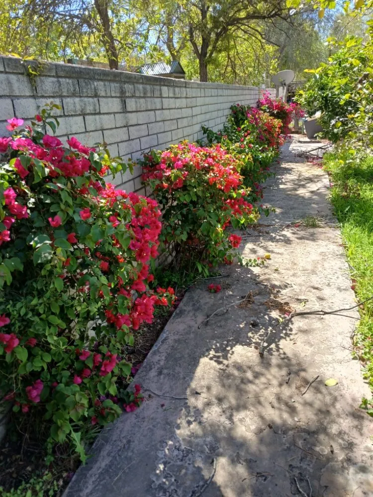 Professional garden landscaping experts serving Mesa, AZ - Green Valley Service