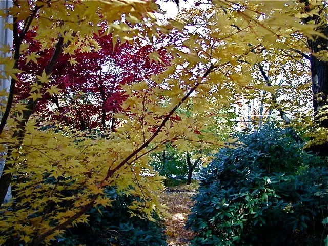 Professional residential landscaping for residential properties in Falmouth, MA by Green Velvet Gardens