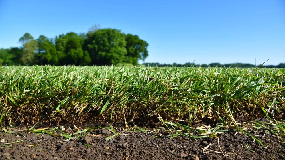 Local lawn care service for residential properties in New Carlisle, OH by Green Velvet Sod Farms