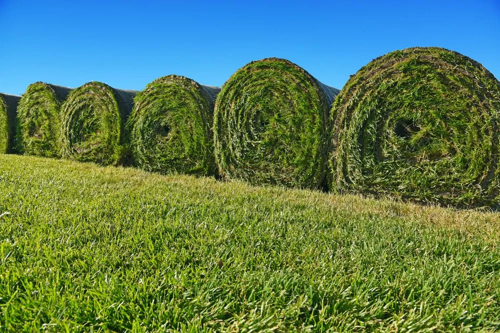 Top-rated yard cleanup service in New Carlisle, OH by Green Velvet Sod Farms