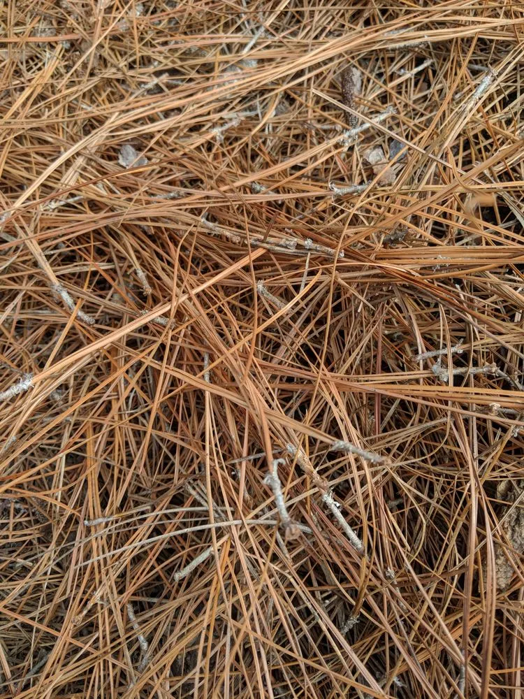 Reliable residential landscaping in Greensboro, NC by Green View Landscaping