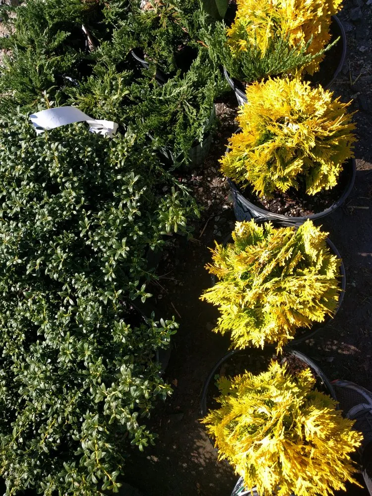 Trusted landscaping services near you in Greensboro, NC by Green View Landscaping