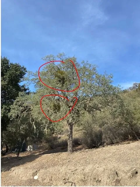 Professional landscaping services in Greenfield, CA - Green View Landscaping Inc