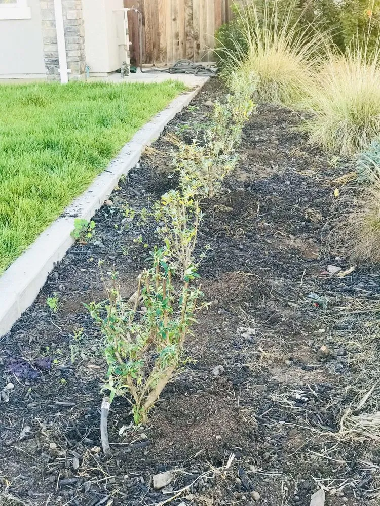 Affordable yard cleanup service in Greenfield, CA - Green View Landscaping Inc