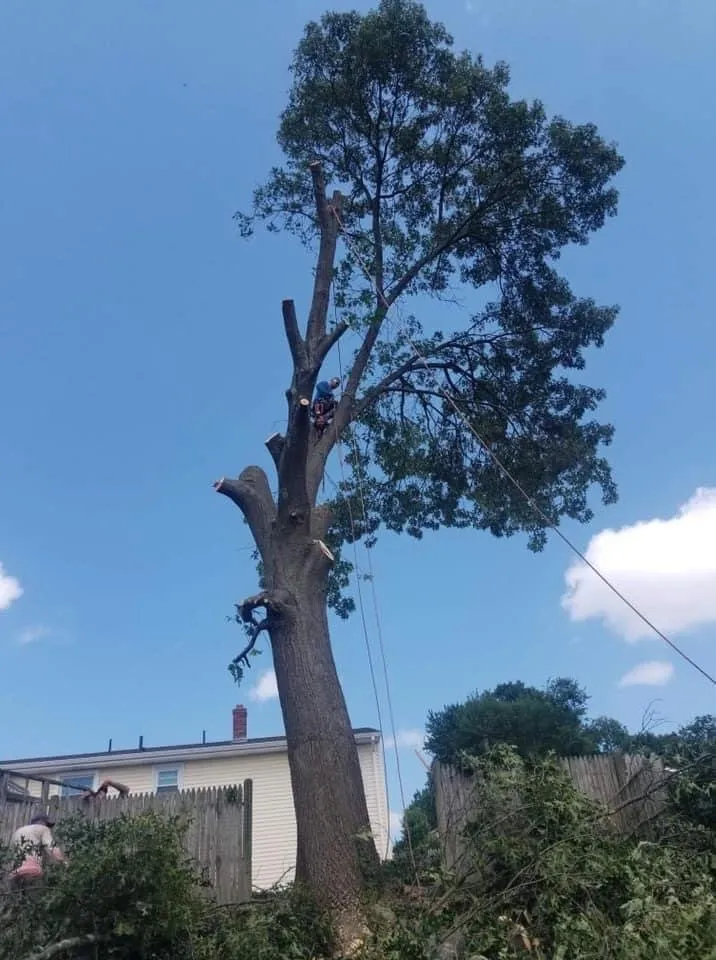 Professional lawn care service for outdoor upgrades across Cranston, RI - Green View Tree Service