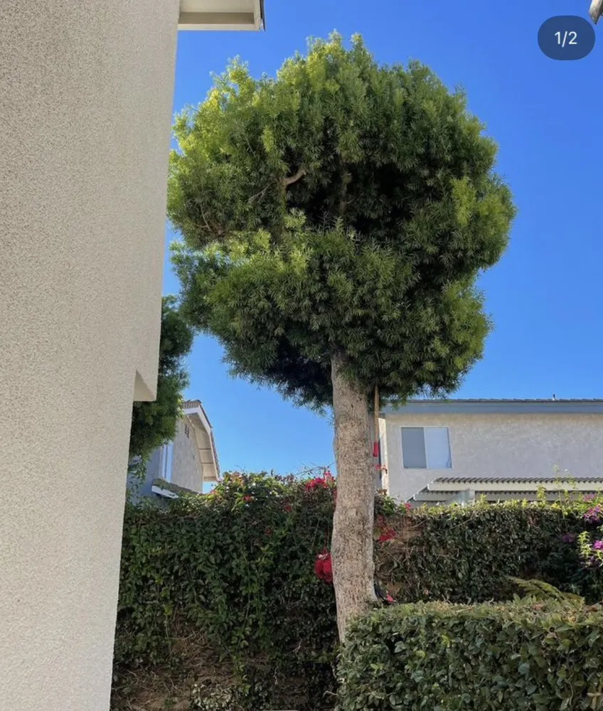 Top-rated lawn mowing service in Gardena, CA by Green Vision Landscaping