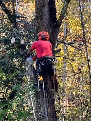 Professional yard maintenance experts serving Manchester, NH - Green Vision