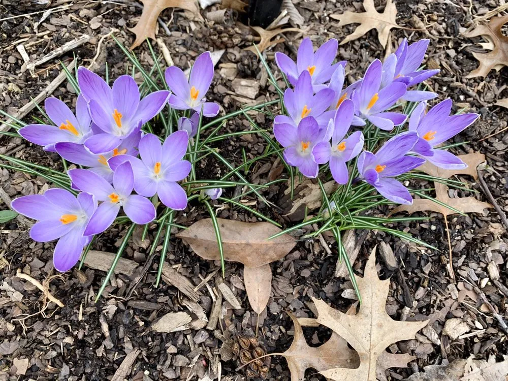 Professional landscape design experts serving Burlington, KY - Green Vision Professional Services