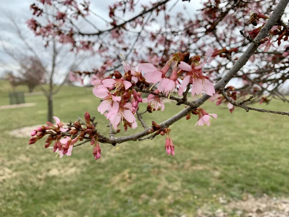 Affordable landscaping services for outdoor upgrades across Burlington, KY - Green Vision Professional Services