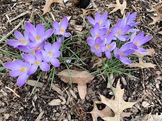 Green Vision Professional Services