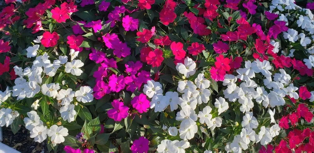 Professional landscaping services for outdoor upgrades in Naples, FL by Green Vision Services