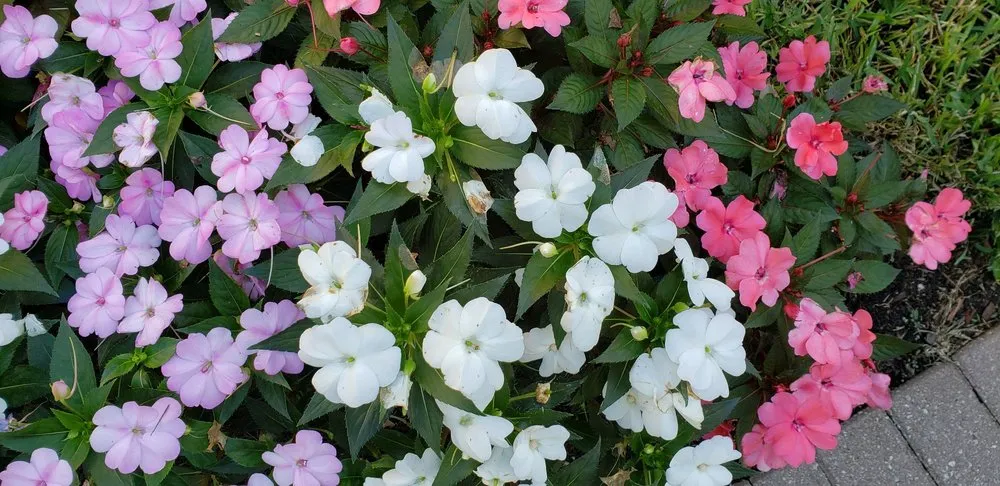 Expert yard cleanup service in Naples, FL - Green Vision Services