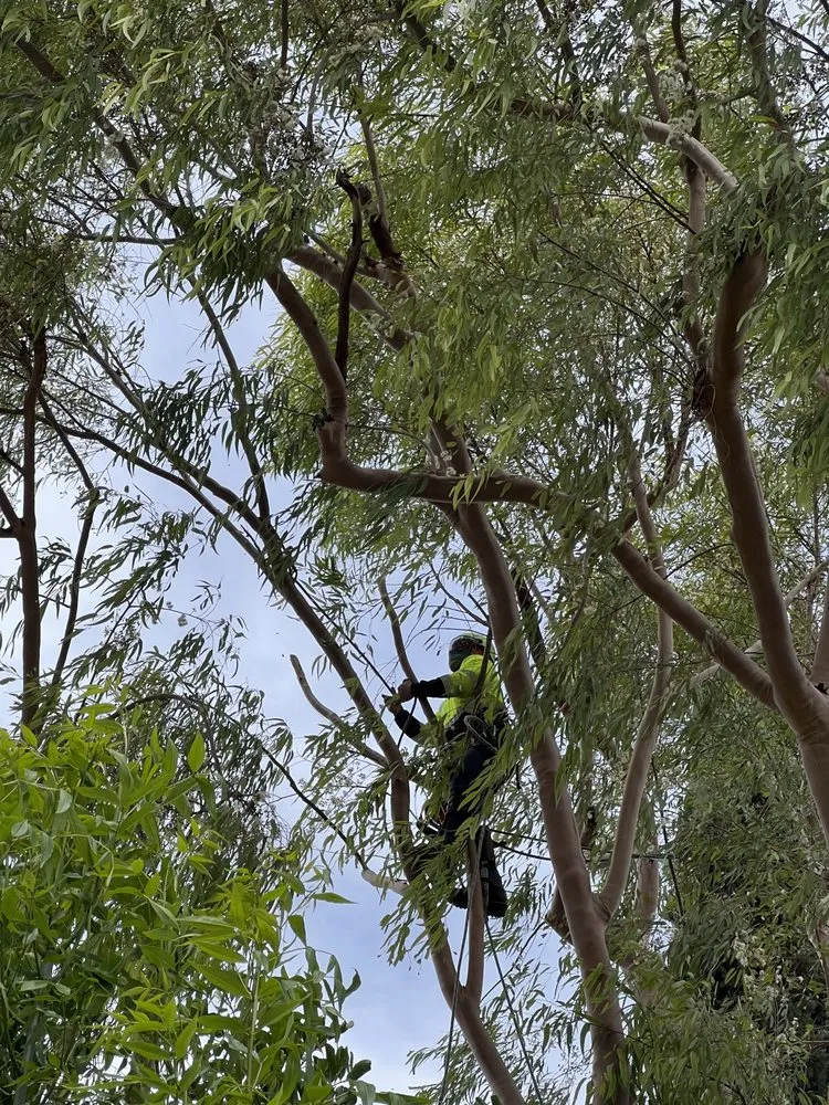 Expert lawn care service for homes in West Hills, CA by Green Vision Tree Care And Landscaping