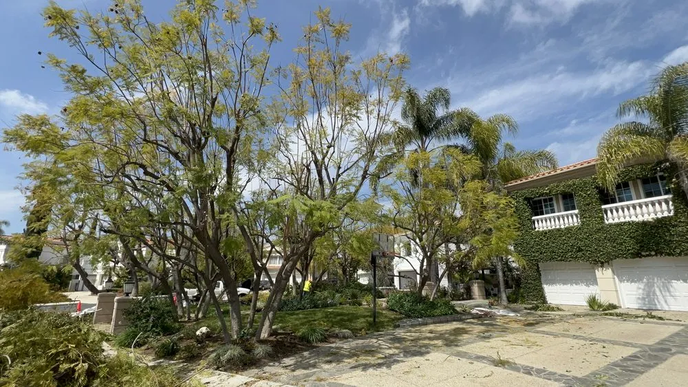 Expert yard cleanup service in West Hills, CA - Green Vision Tree Care And Landscaping