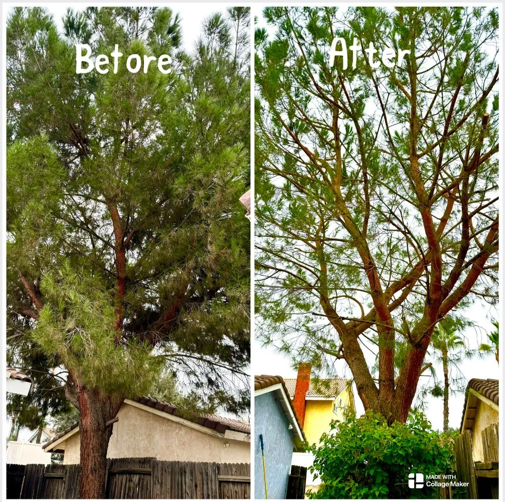 Reliable landscape design in Moreno Valley, CA by Green Vision Tree Service