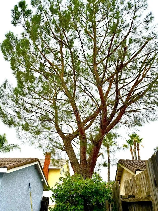 Expert yard cleanup service in Moreno Valley, CA by Green Vision Tree Service