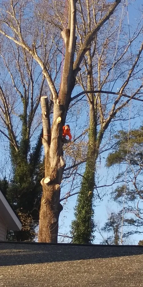 Reliable landscaping services in Mcdonough, GA by Green Visual Tree Services