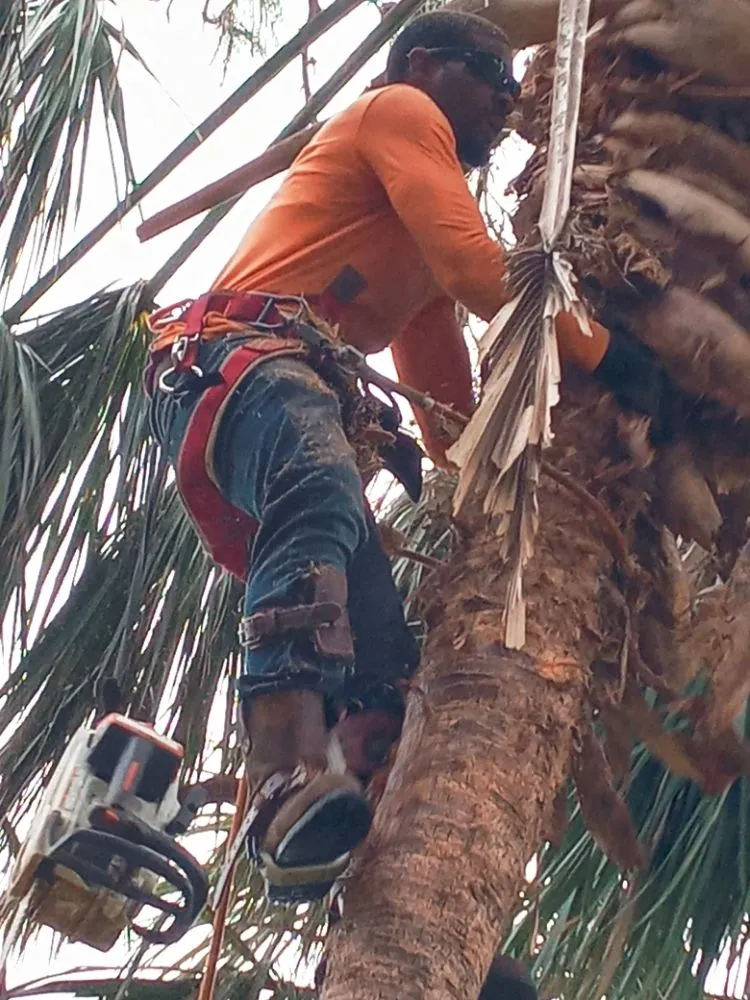 Expert garden landscaping near you across Mcdonough, GA - Green Visual Tree Services