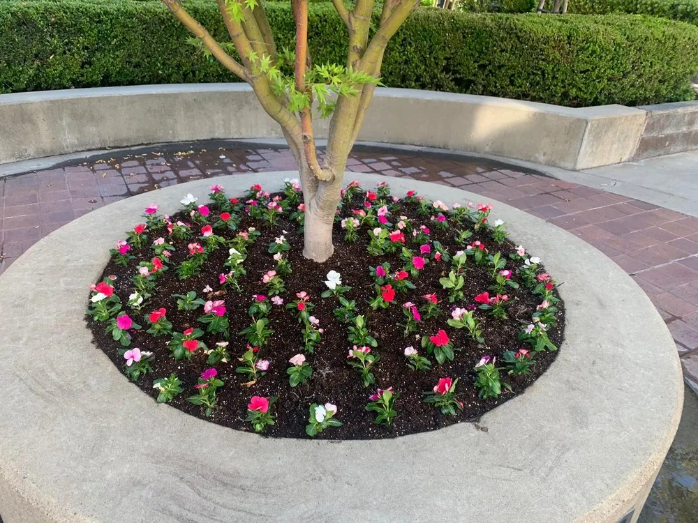 Affordable yard maintenance experts serving Walnut Creek, CA - Green Walnut Landscaping and Maintenance