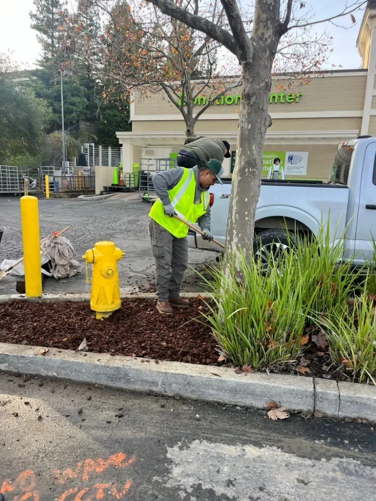 Trusted landscaping services for year-round maintenance in Walnut Creek, CA by Green Walnut Landscaping and Maintenance