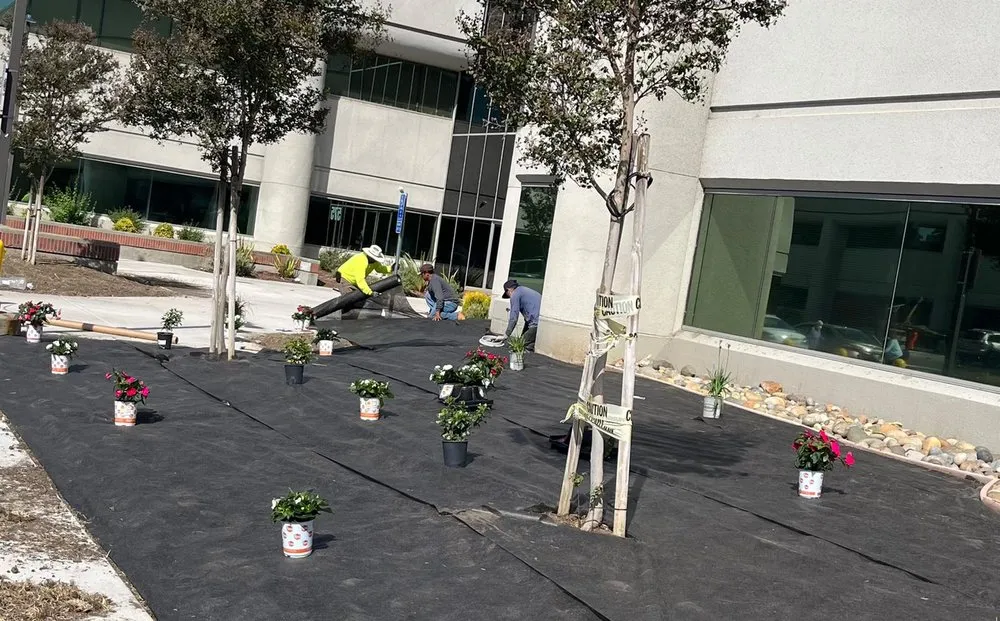 Local yard cleanup service experts serving Walnut Creek, CA - Green Walnut Landscaping and Maintenance