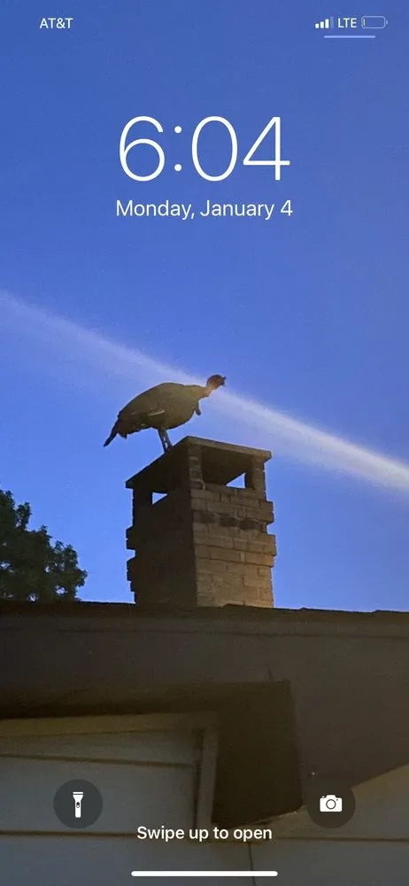 Reliable yard cleanup service experts serving Schenectady, NY - Green Wave Lawn And Landscape