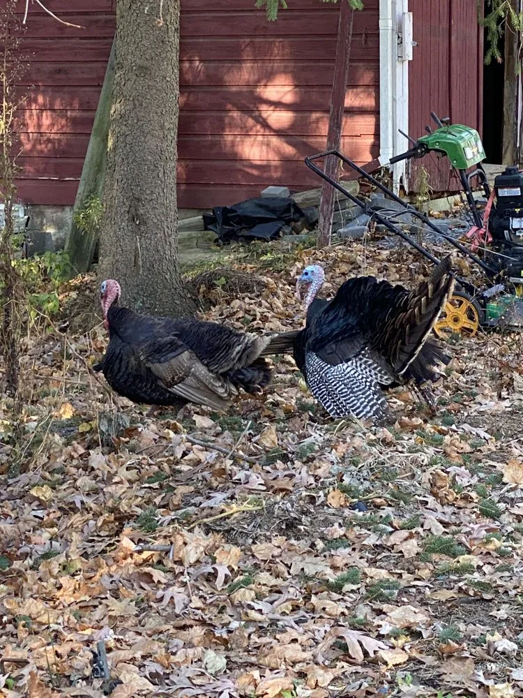 Top-rated lawn mowing service with custom design across Schenectady, NY - Green Wave Lawn And Landscape