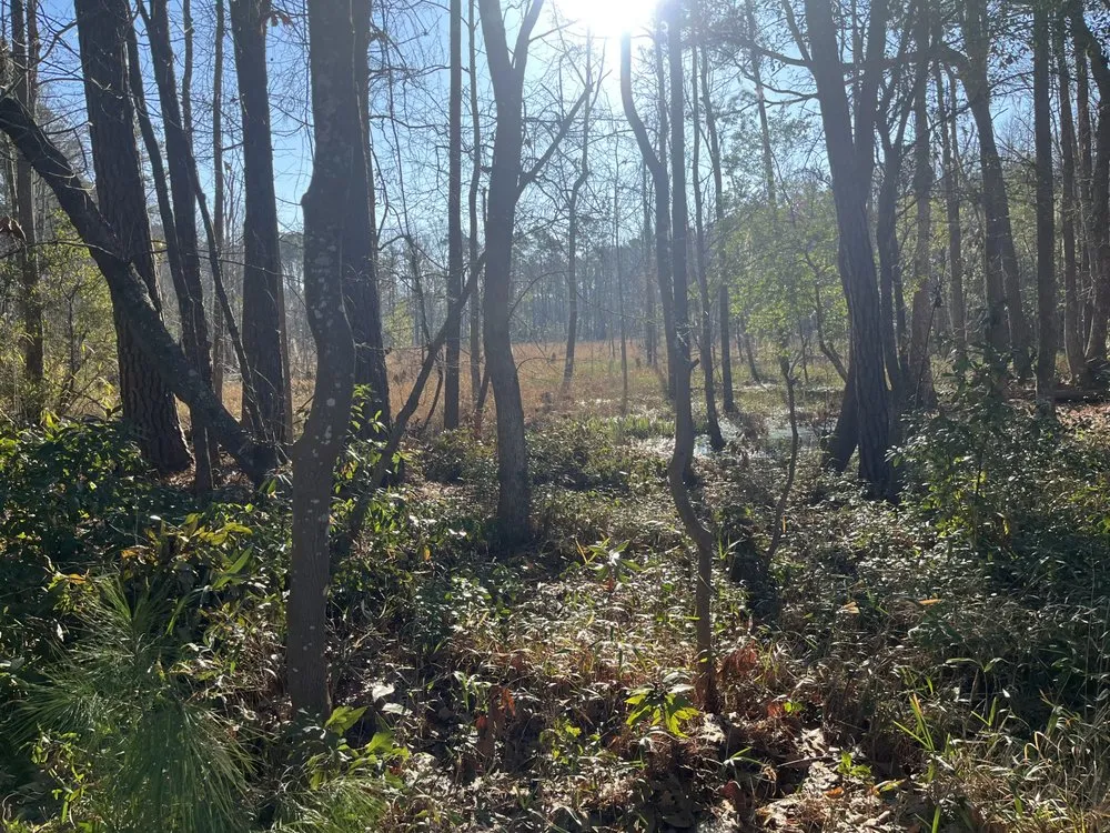 Affordable yard maintenance experts serving Bluffton, SC - Green Waves Landscaping