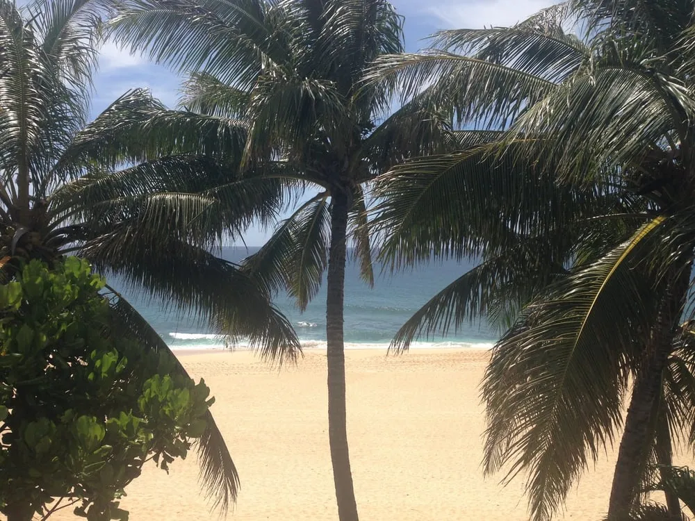 Affordable landscape installation near you in Haleiwa, HI by Green Waves Landscaping