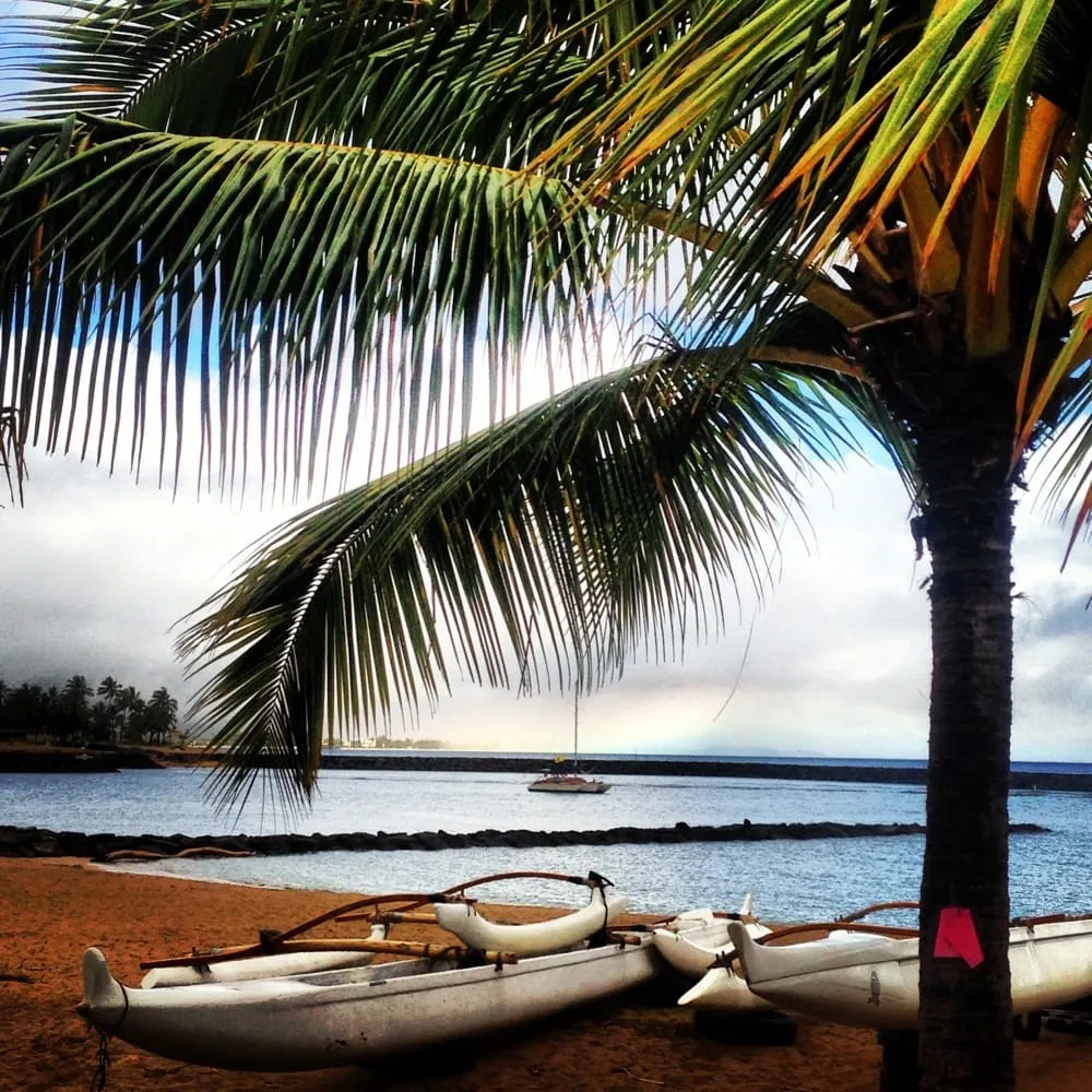 Expert yard cleanup service experts serving Haleiwa, HI - Green Waves Landscaping