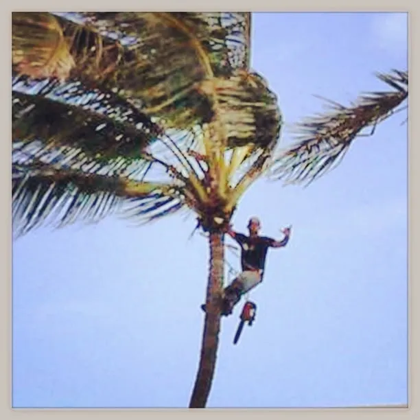 Affordable yard cleanup service in Haleiwa, HI - Green Waves Landscaping