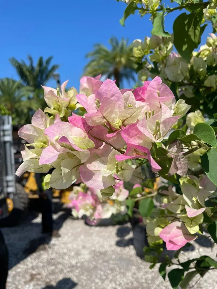 Custom landscape installation in Miami, FL - Green Wholesale Center