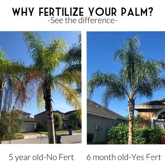 Local landscaping services experts serving New Port Richey, FL - Green With Envy