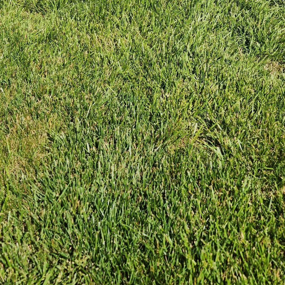 Reliable landscape installation in Greensboro, NC by Green With Envy Turf