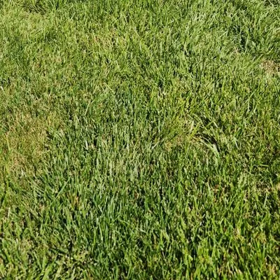 Green With Envy Turf Logo