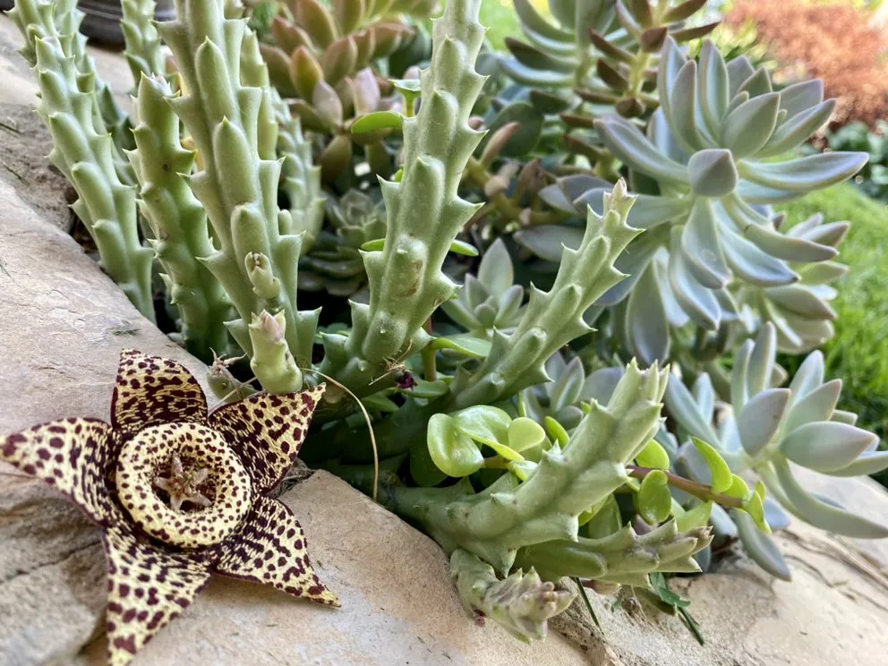 Reliable outdoor landscaping experts serving Canoga Park, CA - Green Wonders Landscaping