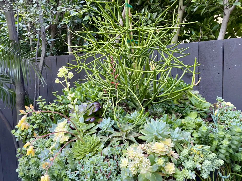 Local lawn mowing service for year-round maintenance in Canoga Park, CA by Green Wonders Landscaping