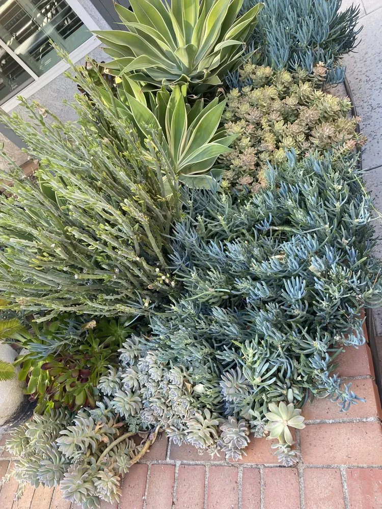 Professional residential landscaping for year-round maintenance in Canoga Park, CA by Green Wonders Landscaping