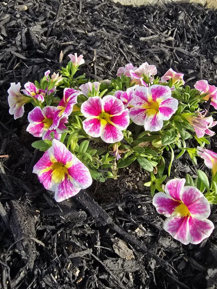 Affordable landscaping services for homes across Shoemakersville, PA - Green Wonders Landscaping