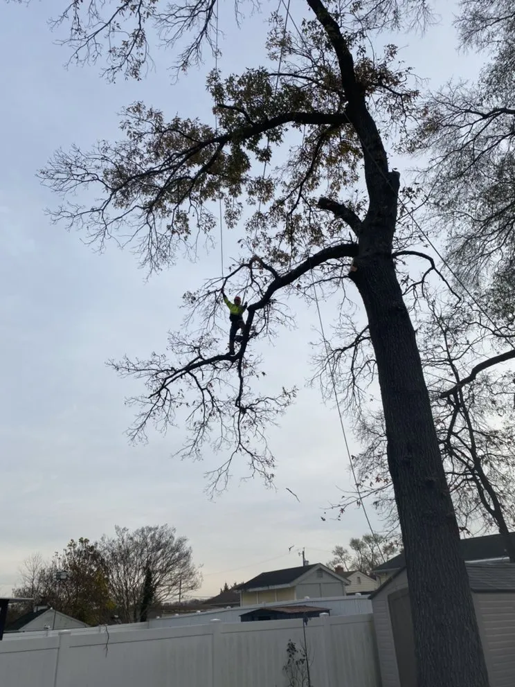 Local outdoor landscaping near you across Riverdale, MD - Green Woods Sawmill & Tree Service