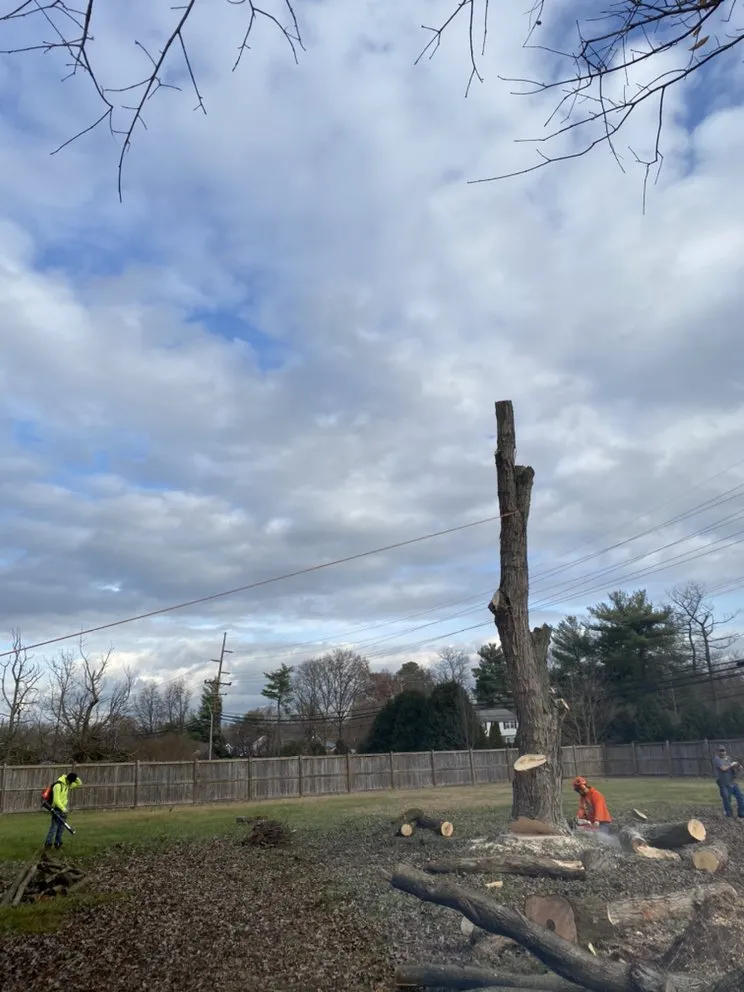 Expert lawn care service in Riverdale, MD - Green Woods Sawmill & Tree Service