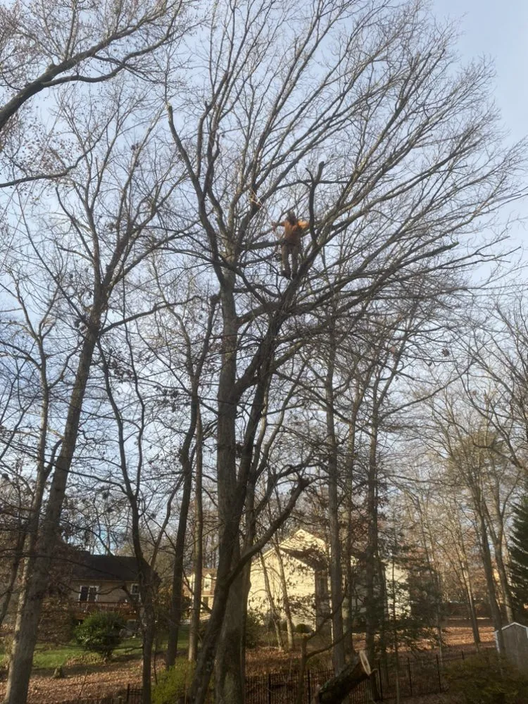 Expert landscape installation experts serving Riverdale, MD - Green Woods Sawmill & Tree Service
