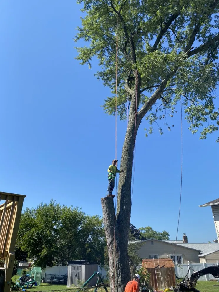 Local yard cleanup service in Riverdale, MD by Green Woods Sawmill & Tree Service