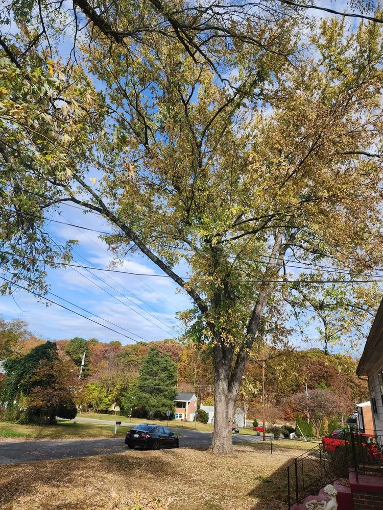 Expert lawn care service experts serving Riverdale, MD - Green Woods Sawmill & Tree Service