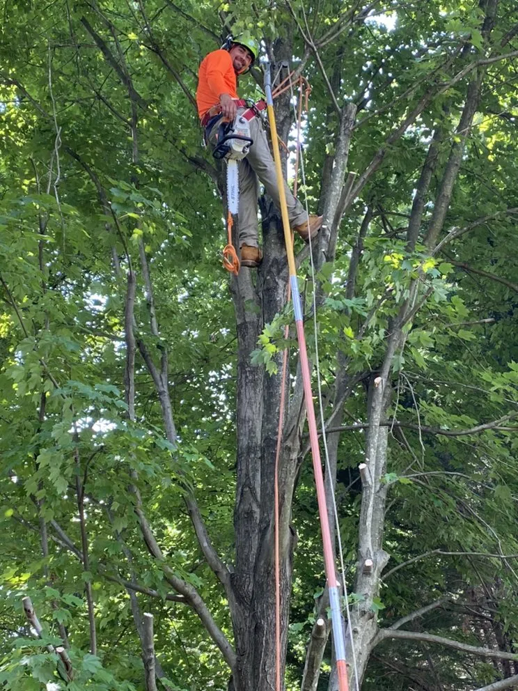 Expert yard cleanup service for residential properties across Riverdale, MD - Green Woods Sawmill & Tree Service