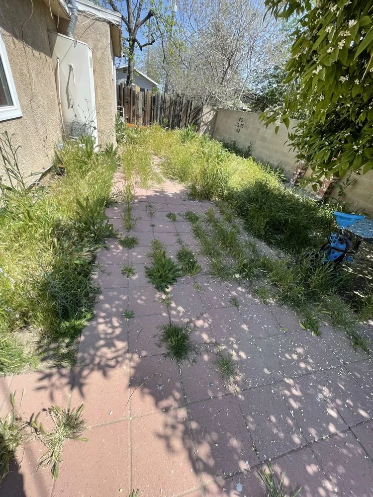 Professional landscape installation for year-round maintenance in Bakersfield, CA by Green Works